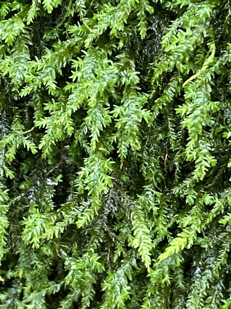 treeskirt moss from Sevenmile Island WMA, Lauderdale County, AL, USA