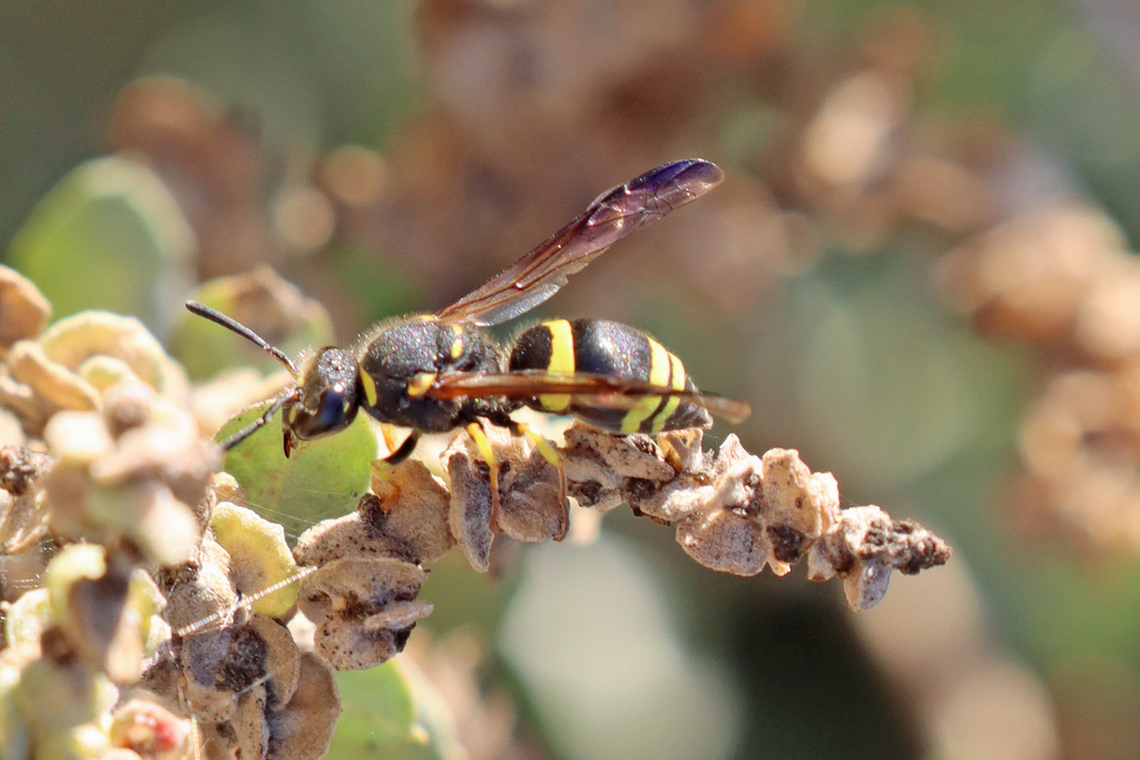 European tube wasp from Olhão, Portugal on November 04, 2022 at 0310