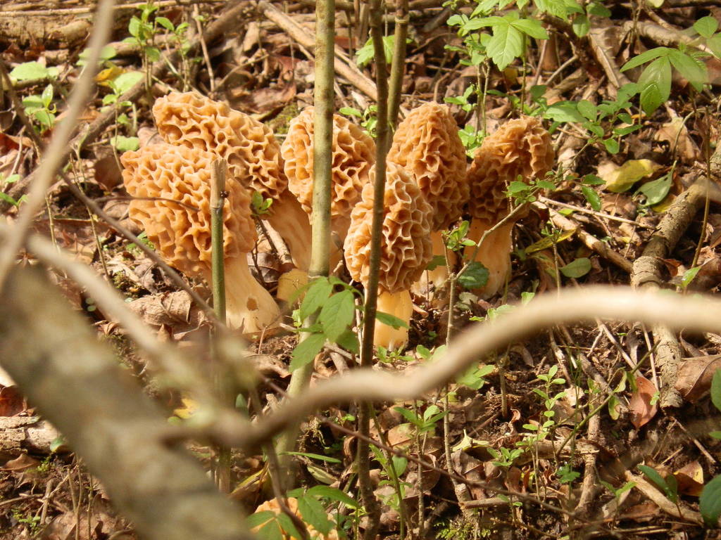 white morel from Jasper Co, USA on April 03, 2015 by