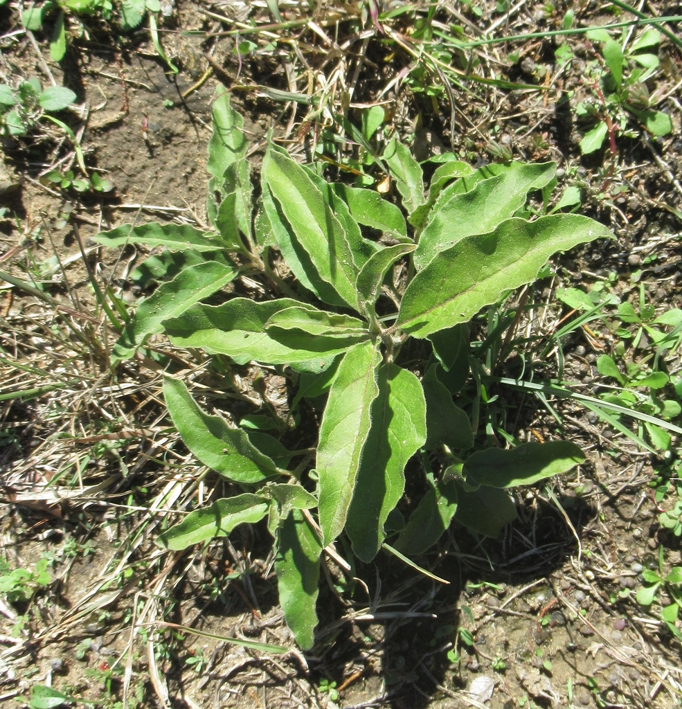Zizotes milkweed from Wilson Ledbetter Park, S College St, Cameron