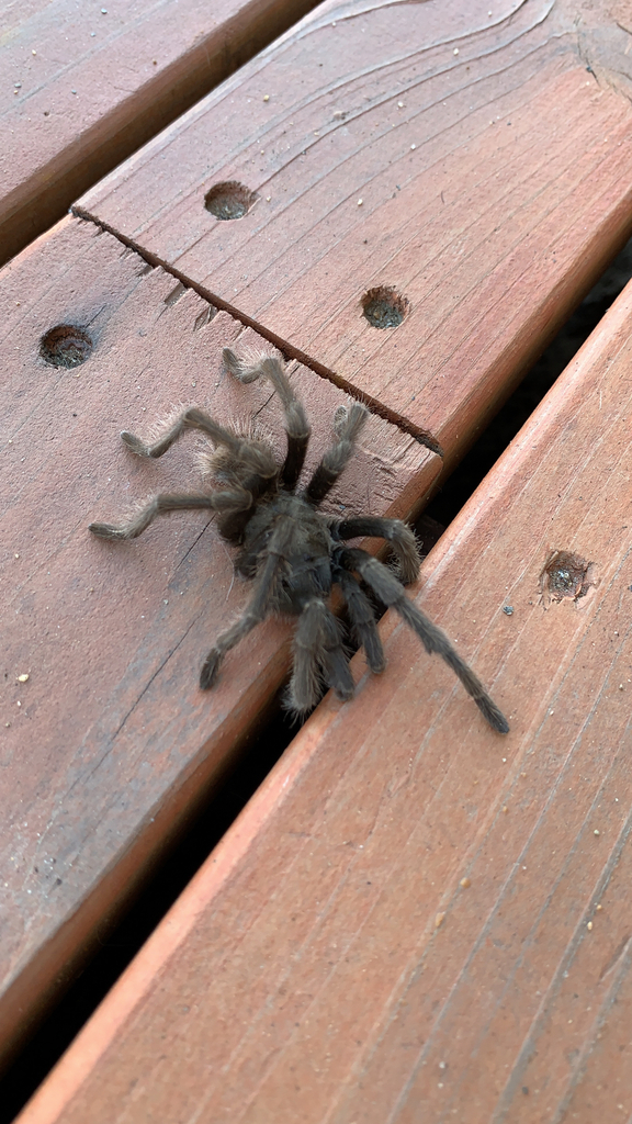 Johnny Cash Tarantula from Madera County, USCA, US on November 30