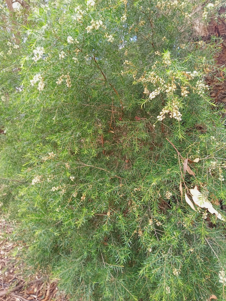 black teatree from Strathfield NSW 2135, Australia on December 2, 2022