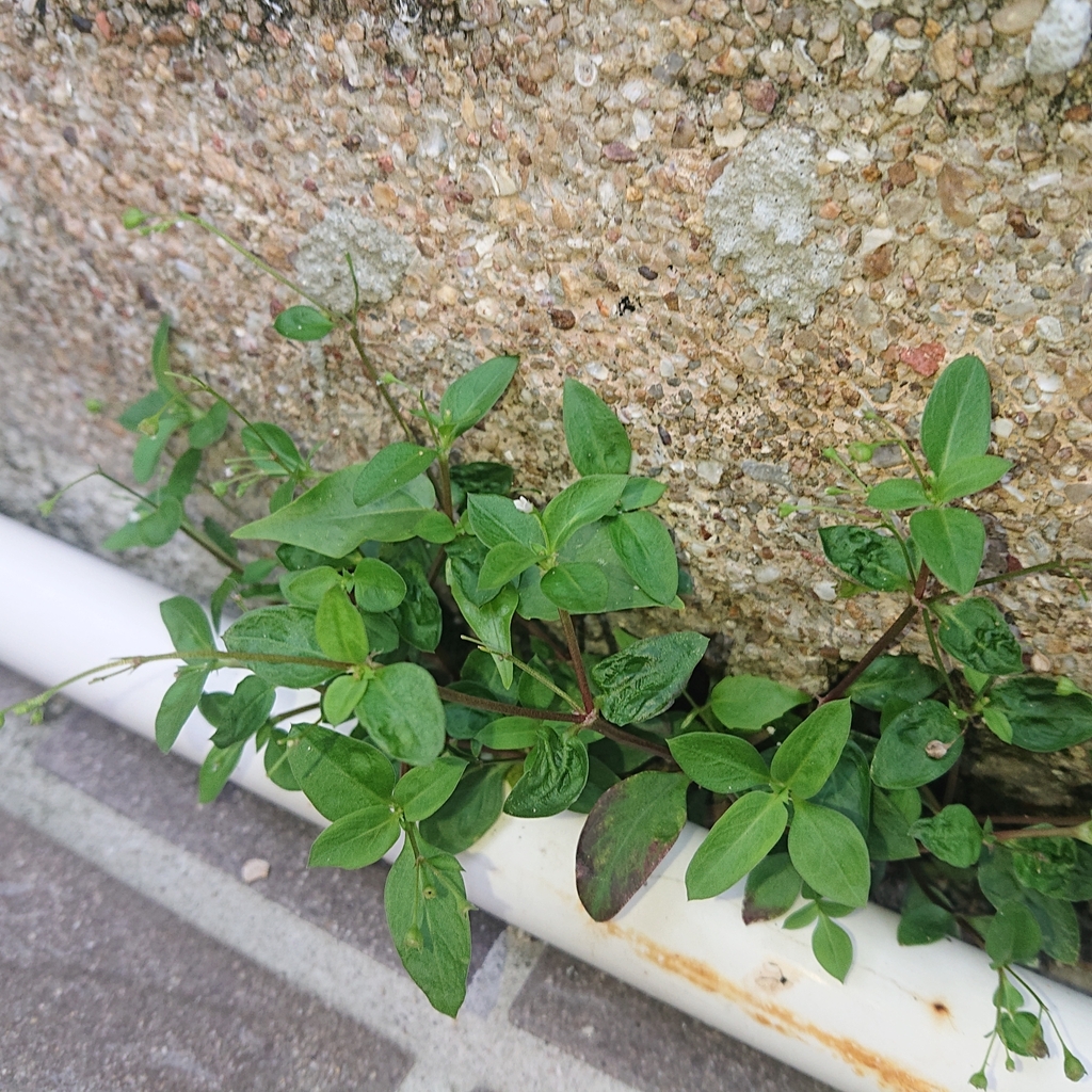 Old World Diamond Flower from แขวง ปทุมวัน เขตปทุมวัน กรุงเทพมหานคร 10330 ประเทศไทย on December