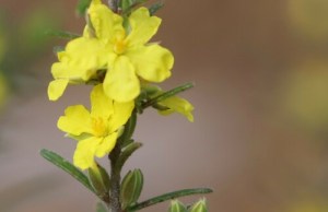 Arthur Chapman, 2022, Erect Guinea-Flower (Hibbertia riparia), https://www.inaturalist.org/photos/246166380