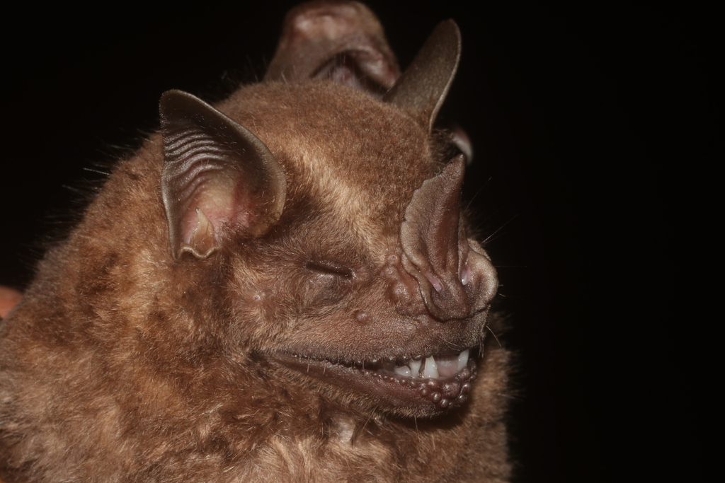 Great Fruiteating Bat from Huimanguillo, Tab., México on December 01