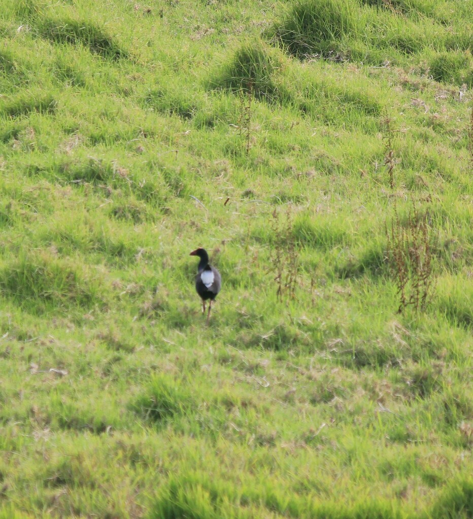 Australasian Swamphen from Lord Howe Island NSW 2898, Australia on December 4, 2022 at 0830 AM