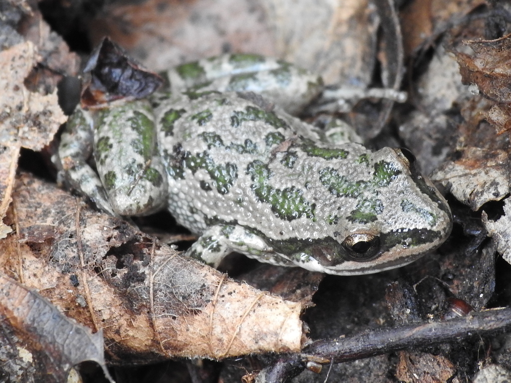 Spotted Chorus Frog from Grand Prairie, TX, USA on December 06, 2022 at