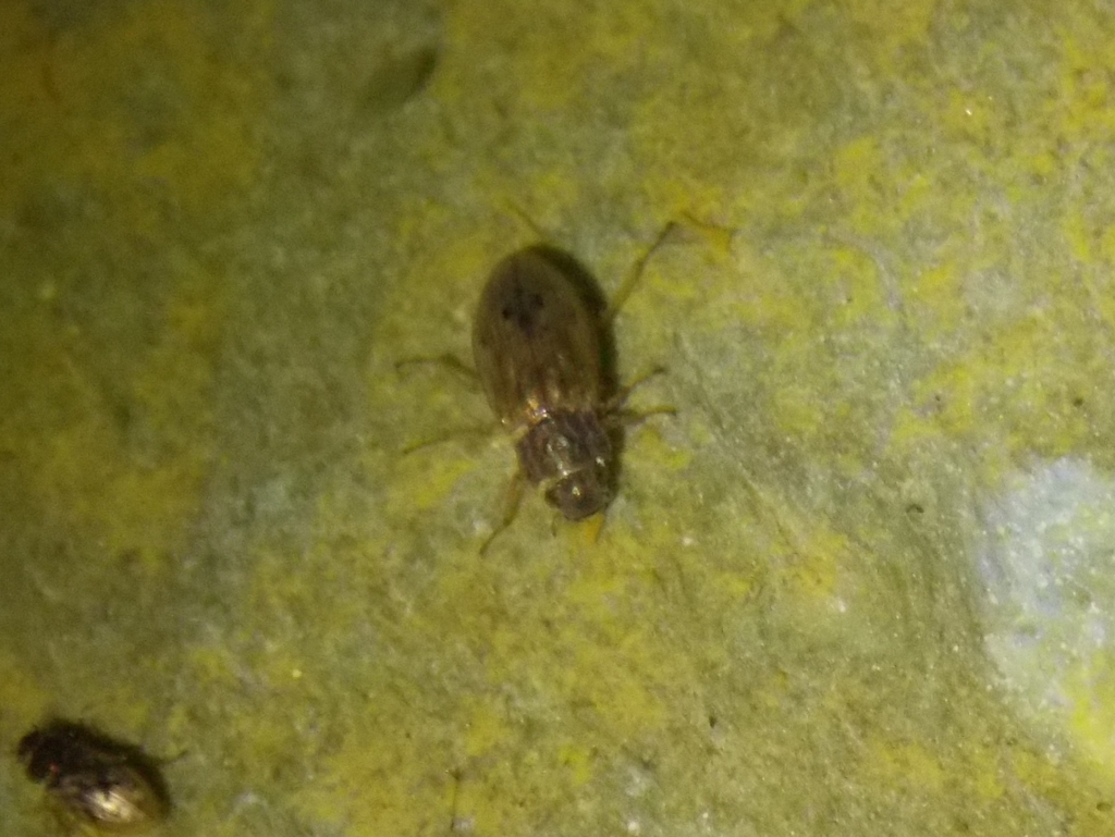 Helophorus from 55 Welley Road on May 28, 2015 at 1000 PM by Thomas