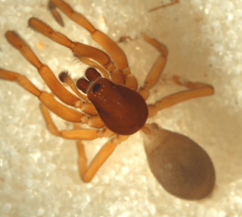 New Zealand Palpfooted Spiders, Hutton's Palpfooted Spiders (The