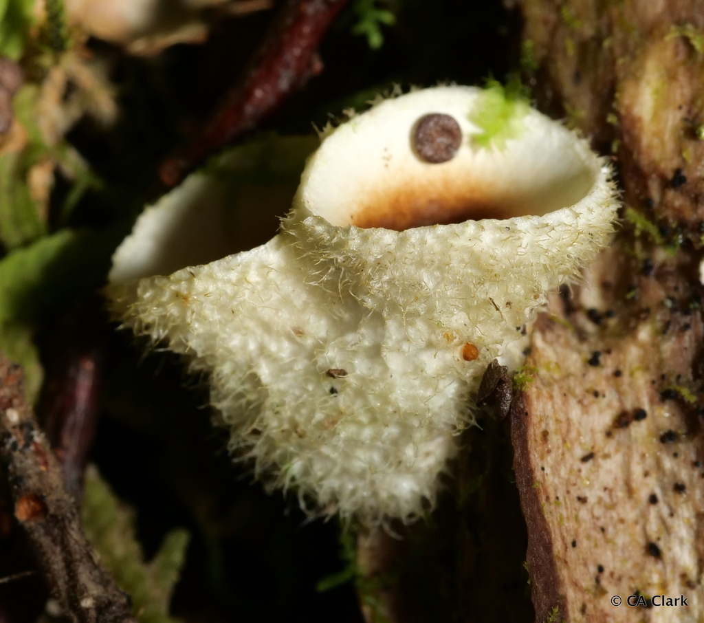 woolly bird's nest fungus from Fiordland National Park, New Zealand on