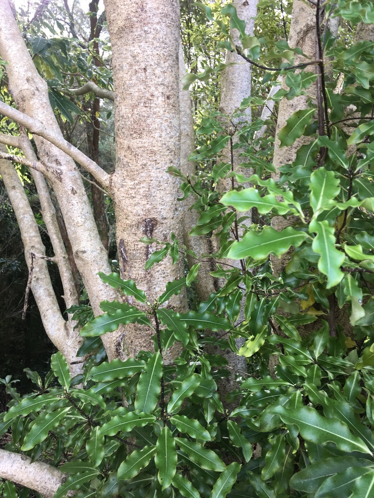 Lemonwood (Beginners Guide to Canterbury Flora) · BioDiversity4All