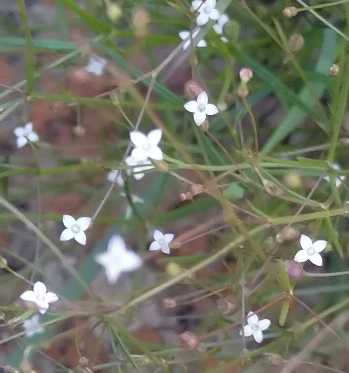 Old World Diamond Flower from Carletonville, 2499, South Africa on December 8, 2022 at 0649 PM