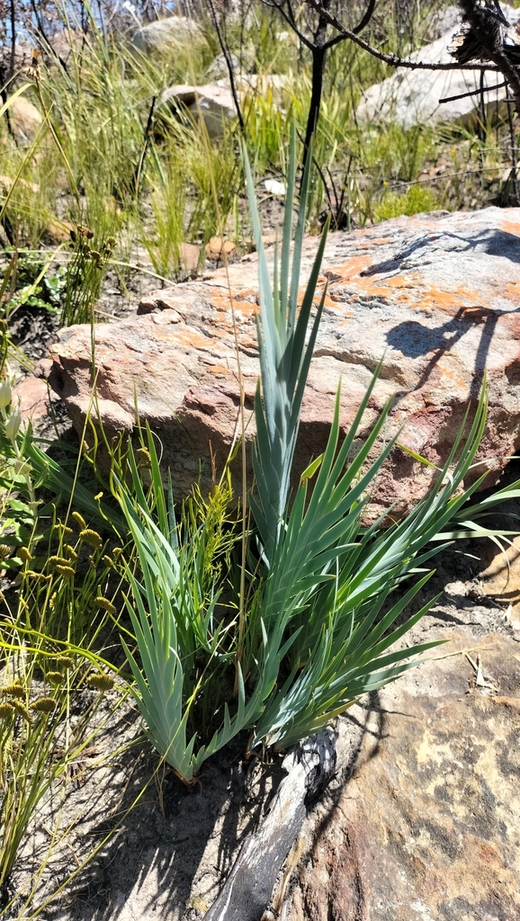 irises and allies from Overberg, ZAWC, ZA on December 8, 2022 at 1210