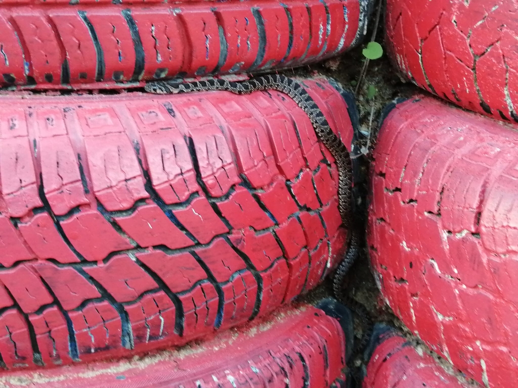 Horseshoe Whip Snake from 2840 Arrentela, Portugal on December 09, 2022