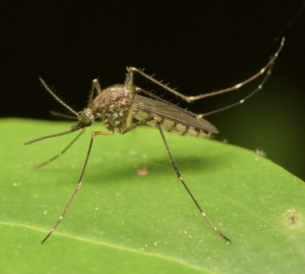 Mosquitoes from Canton, GA, USA on 01 May, 2022 by skitterbug
