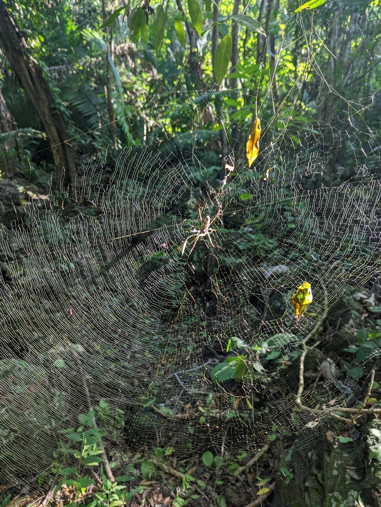 Golden Silk Spider from 63708 Nayarit, Mexico on October 27, 2022 at 09