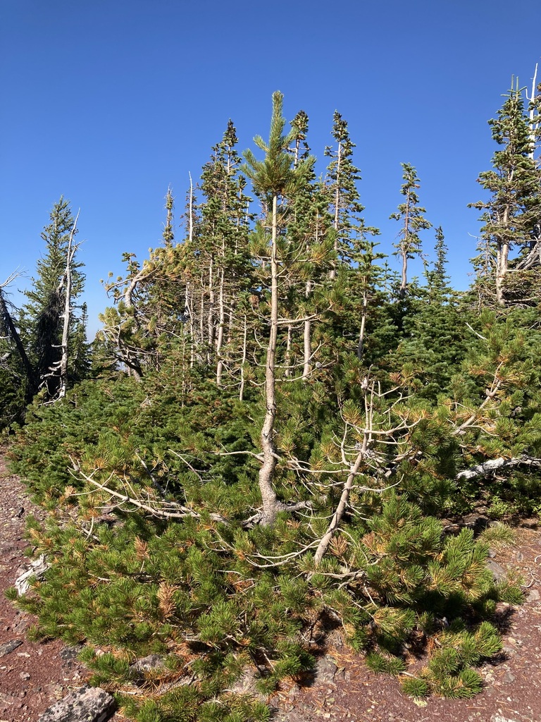 Interior Lodgepole Pine from Pincher Creek No. 9, AB, Canada on