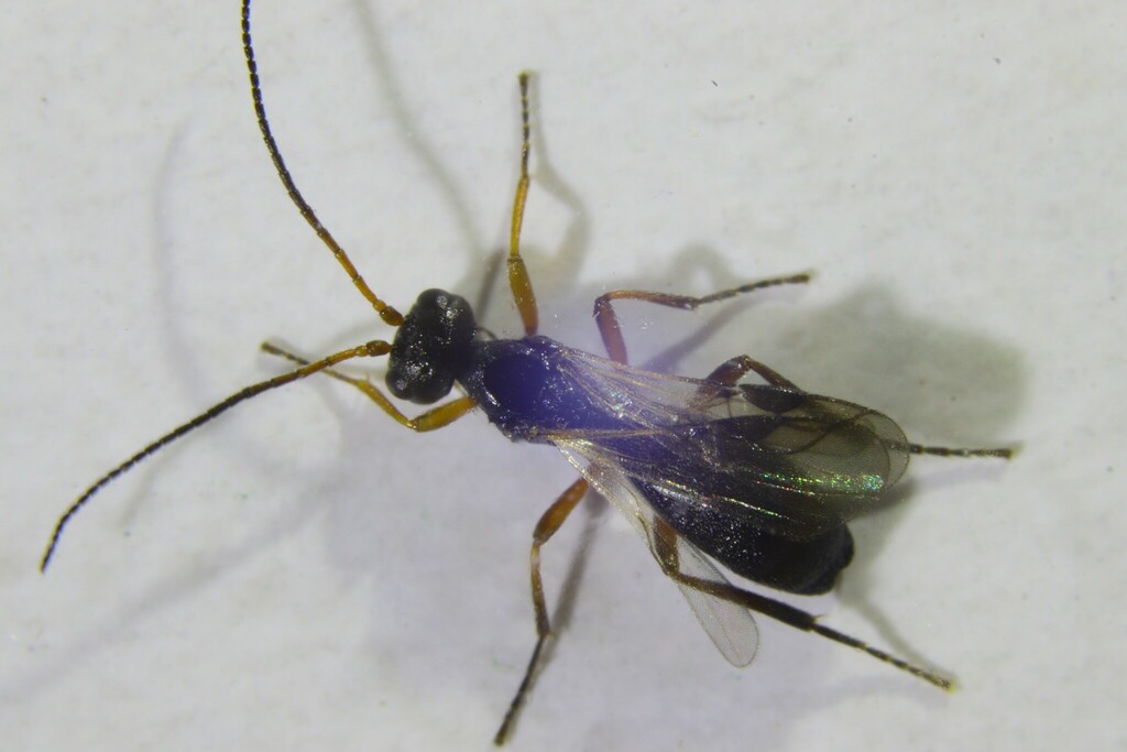 Ichneumonid and Braconid Wasps in April 2022 by mistycal. Torymids