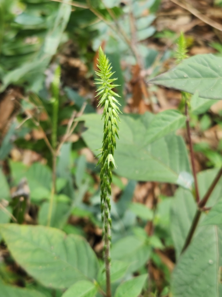 Devil's Horsewhip (Plants of Central Queensland) · iNaturalist