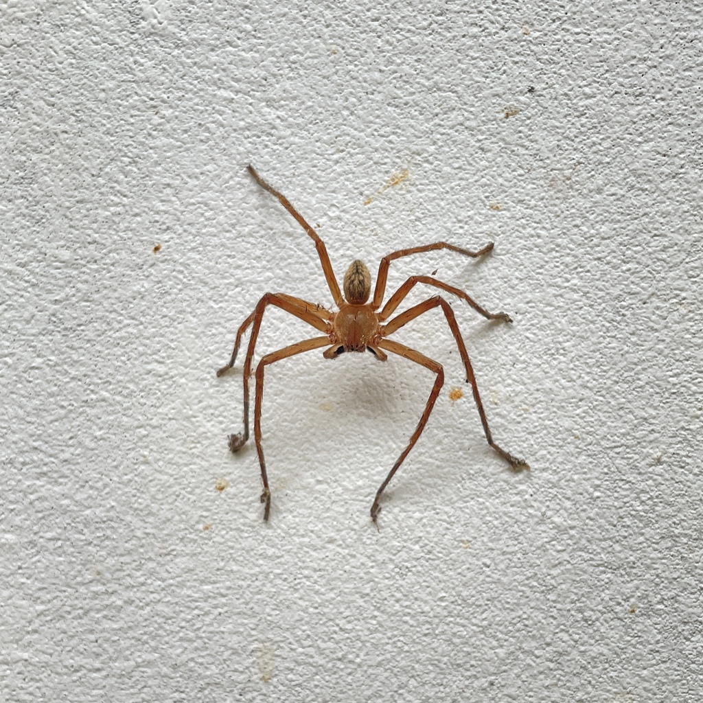 Huntsman Spiders from Temple Village, Tunapuna/Piarco Regional