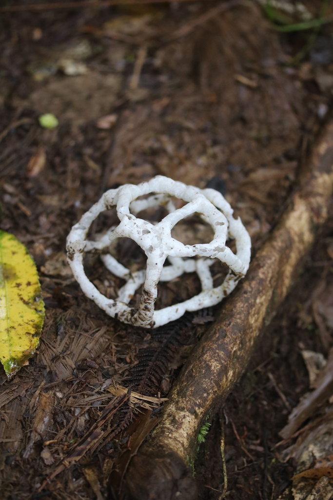 white basket fungus from Raglan, New Zealand on December 14, 2022 at 08