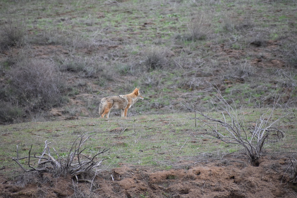 Coyote from 9699 Box Springs Mountain Rd, Moreno Valley, CA 92557, USA