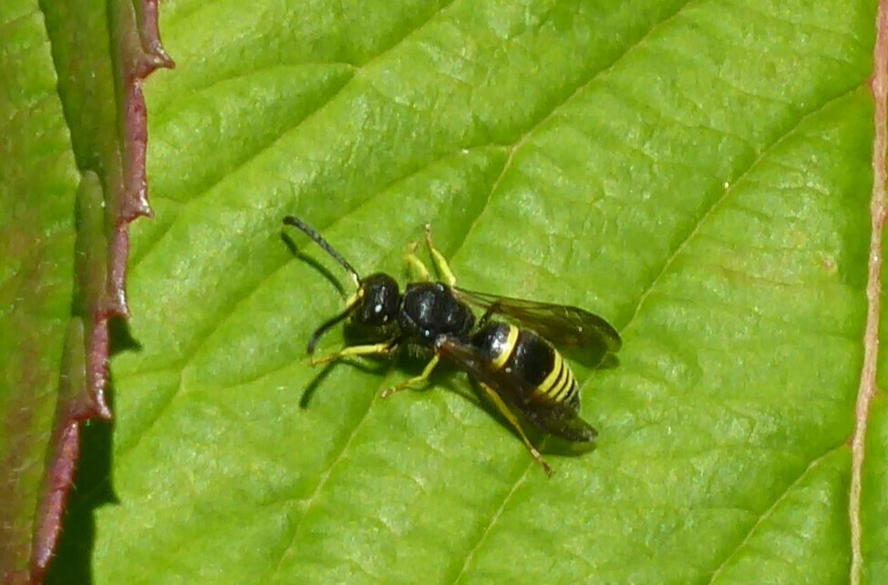 European tube wasp from Waikouaiti, New Zealand on December 22, 2022 at