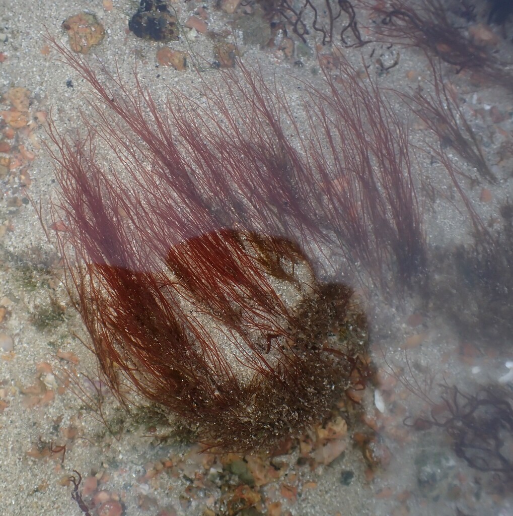 Something from Le Bourg, Jersey on December 25, 2022 at 0240 PM by