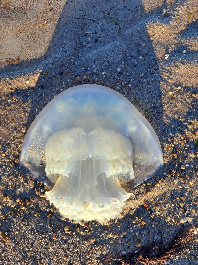 Cannonball Jelly from Corpus Christi, TX, USA on December 26, 2022 at 0432 PM by Michael Orgill
