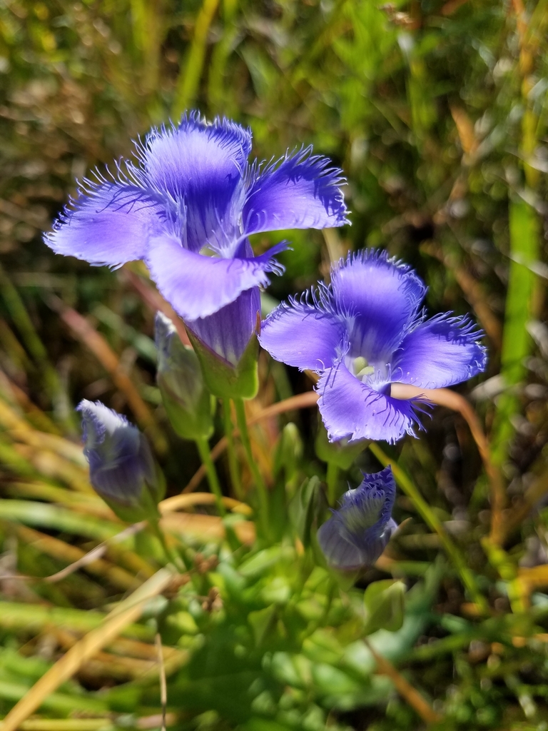 fringed gentians (Gentianaceae (Gentian) of the Pacific Northwest