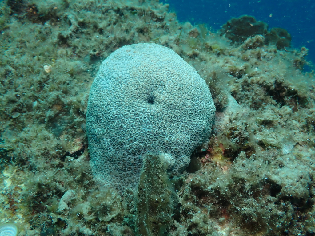 Plesiastrea from Busselton, WA, Australia on December 31, 2022 at 1106 AM by henrycarrick