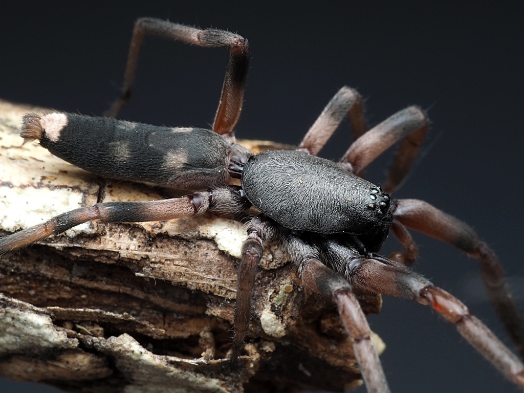 Eastern Whitetail Spider from Kaeo, New Zealand on December 21, 2022