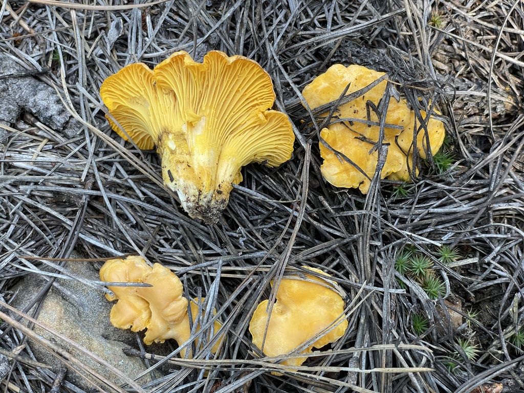 Rainbow Chanterelle in August 2022 by Jonathan Frank · iNaturalist