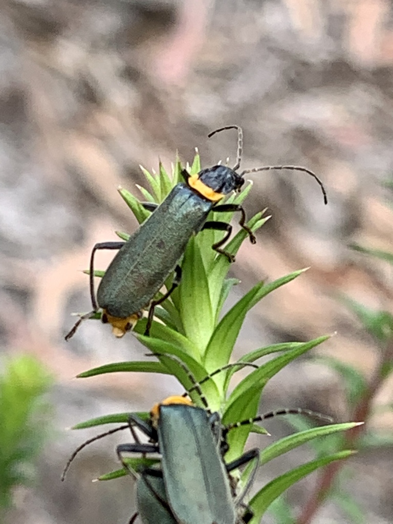 Plague Soldier Beetle from Tyabb VIC 3913, Australia on January 05