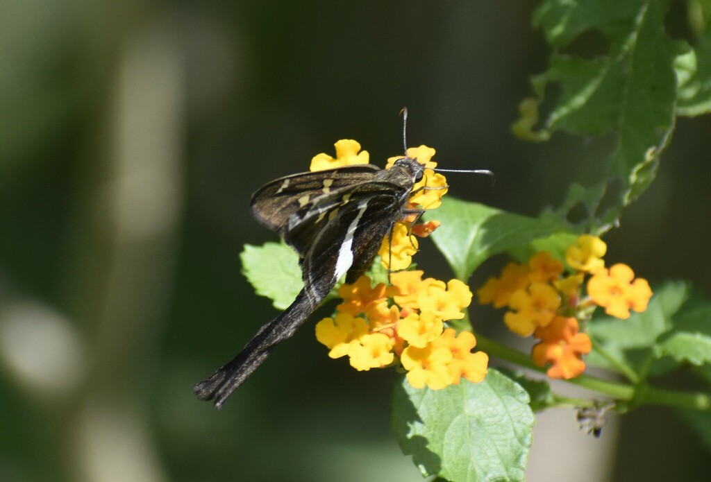 Whitestriped Longtail from Fish Hatchery Rd, Brownsville, TX 78520