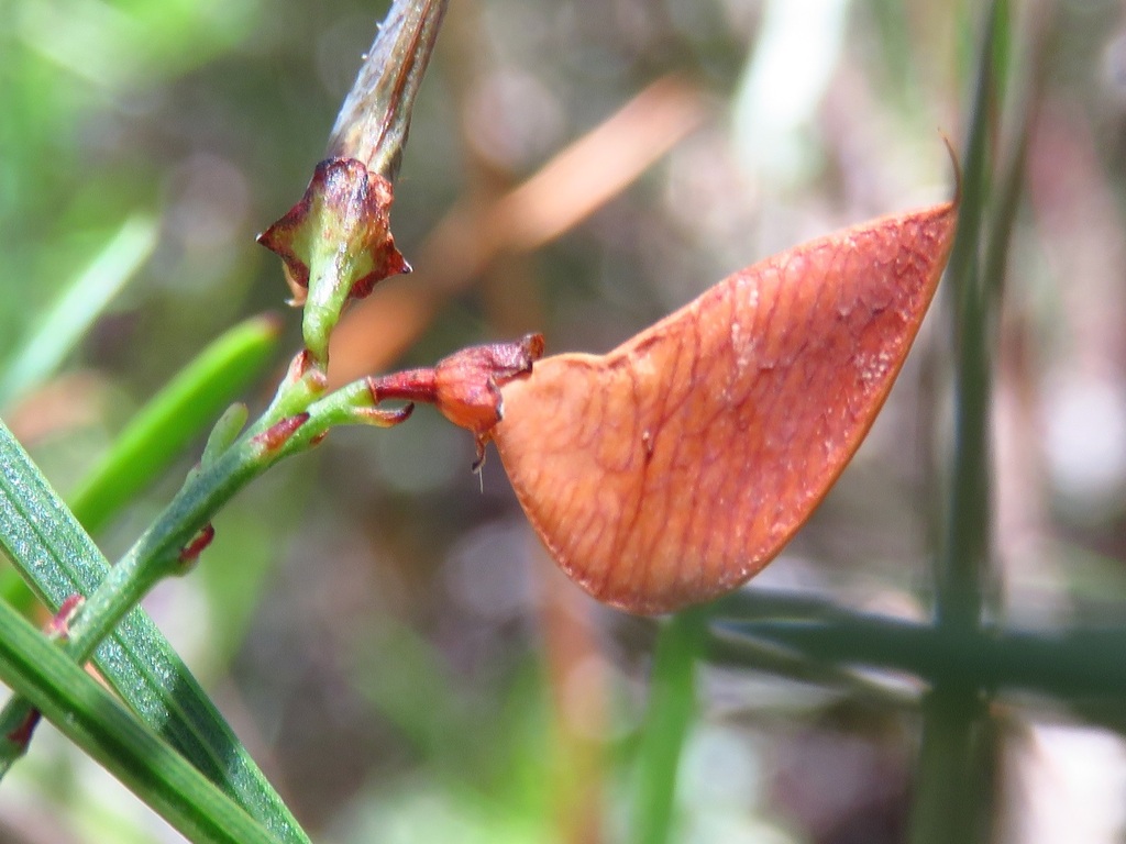 narrowleaf bitterpea from Ben Bullen State Forest, Cullen Bullen NSW