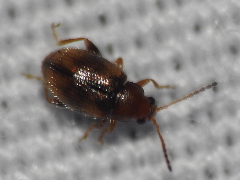 Epitrix fasciata from Fort Worth, TX, USA on January 10, 2023 at 0653