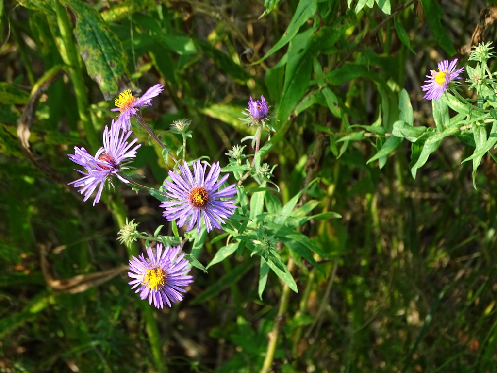 New England aster from near Myers Park,, Essex, VT, USA on September 18