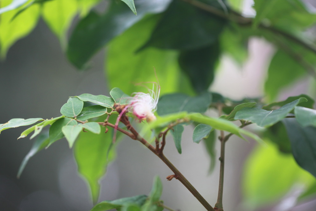 Pink Lace Flower from Mount Mellum QLD 4550, Australia on January 03