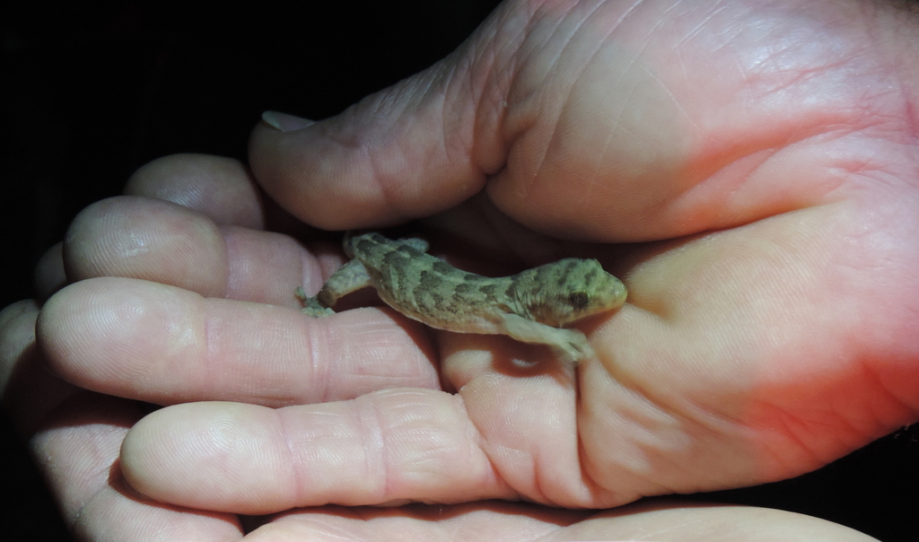 Lord Howe Island Marbled Gecko (Lord Howe Island Endemic Flora & Fauna