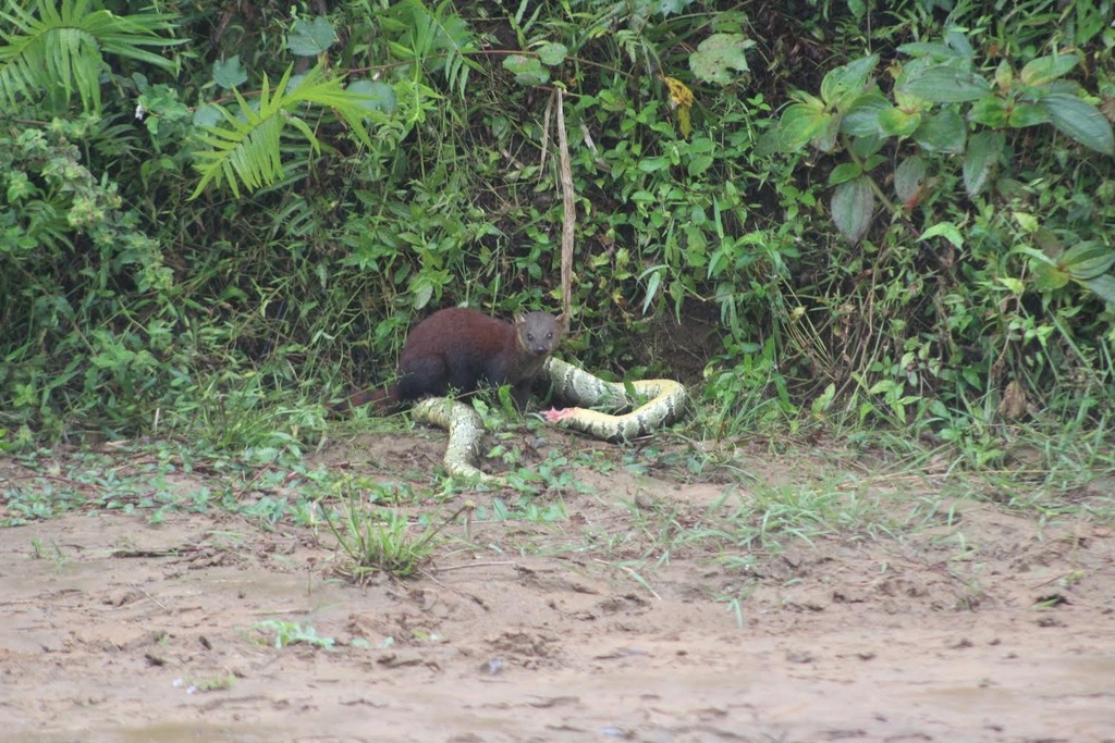 Ringtailed Vontsira in July 2022 by mariahlemurs. Eating a boa