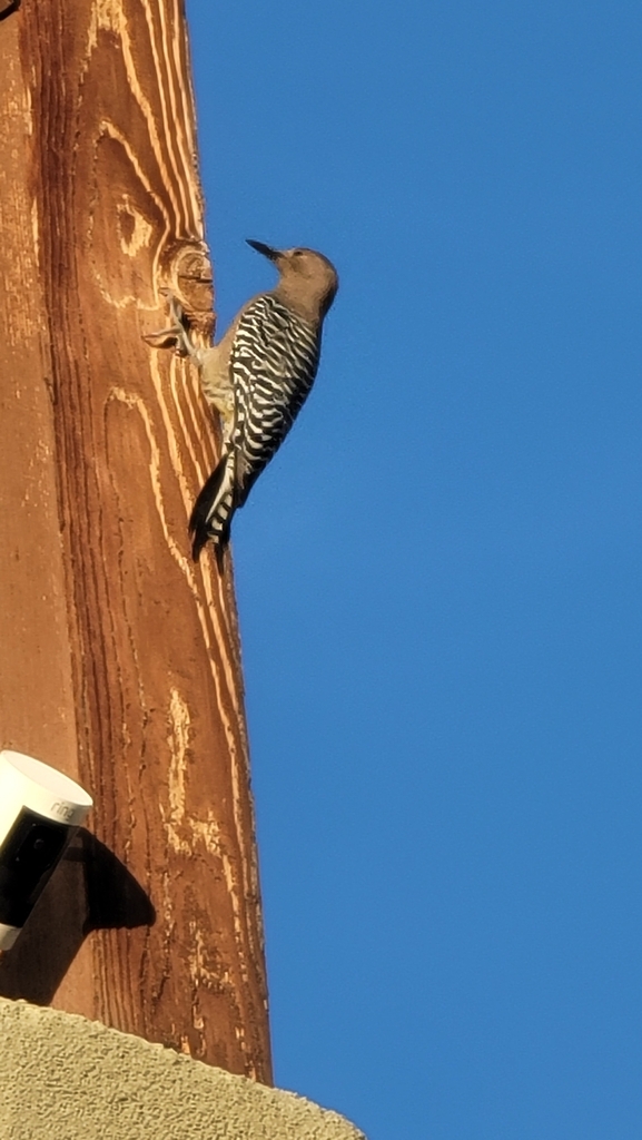 Gila Woodpecker from Miramonte at the River, Tucson, AZ, USA on January