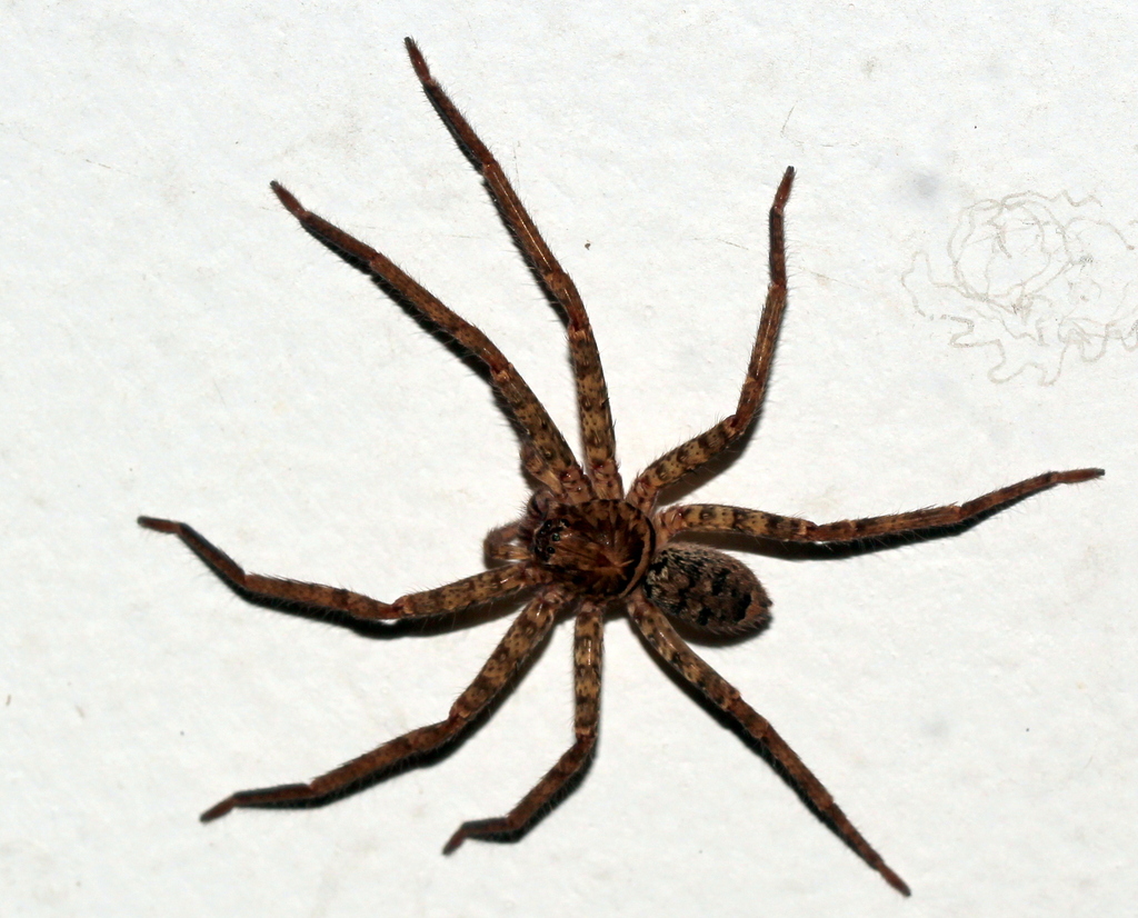Giant Huntsman Spiders from Cairns QLD, Australia on October 20, 2022