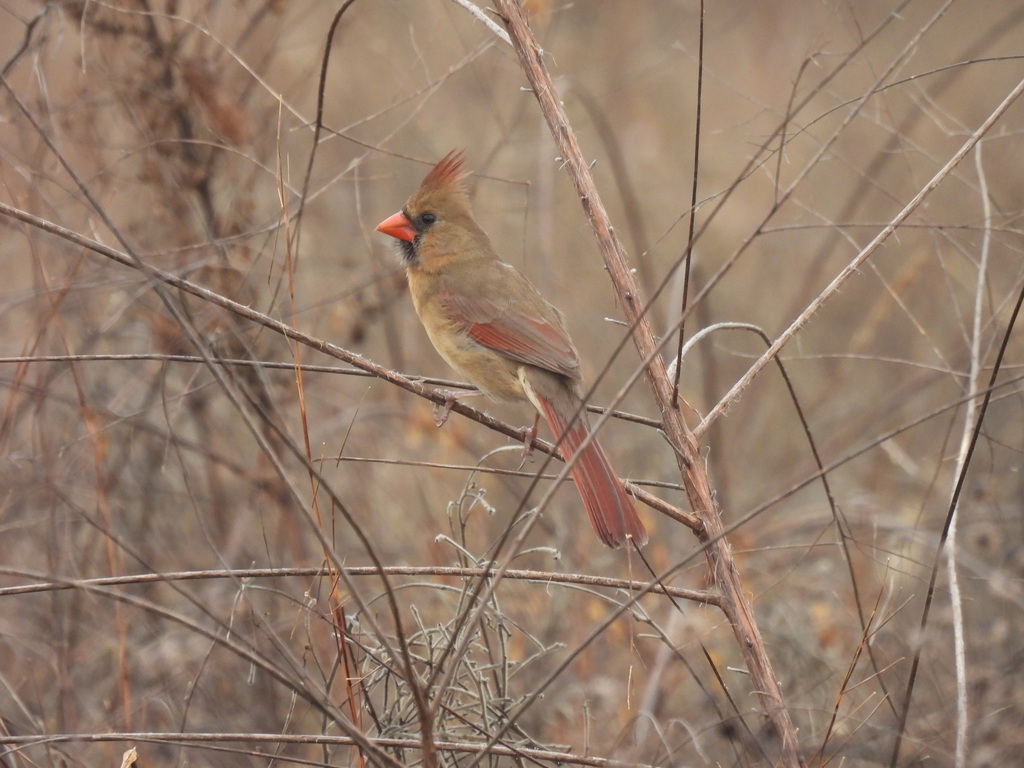 Northern Cardinal from Pecan Hill, TX 77423, USA on January 17, 2023 at