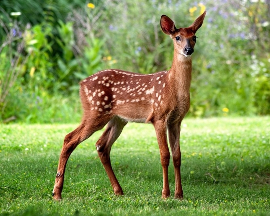 Whitetailed Deer (Mammals of Serbia guide) · iNaturalist