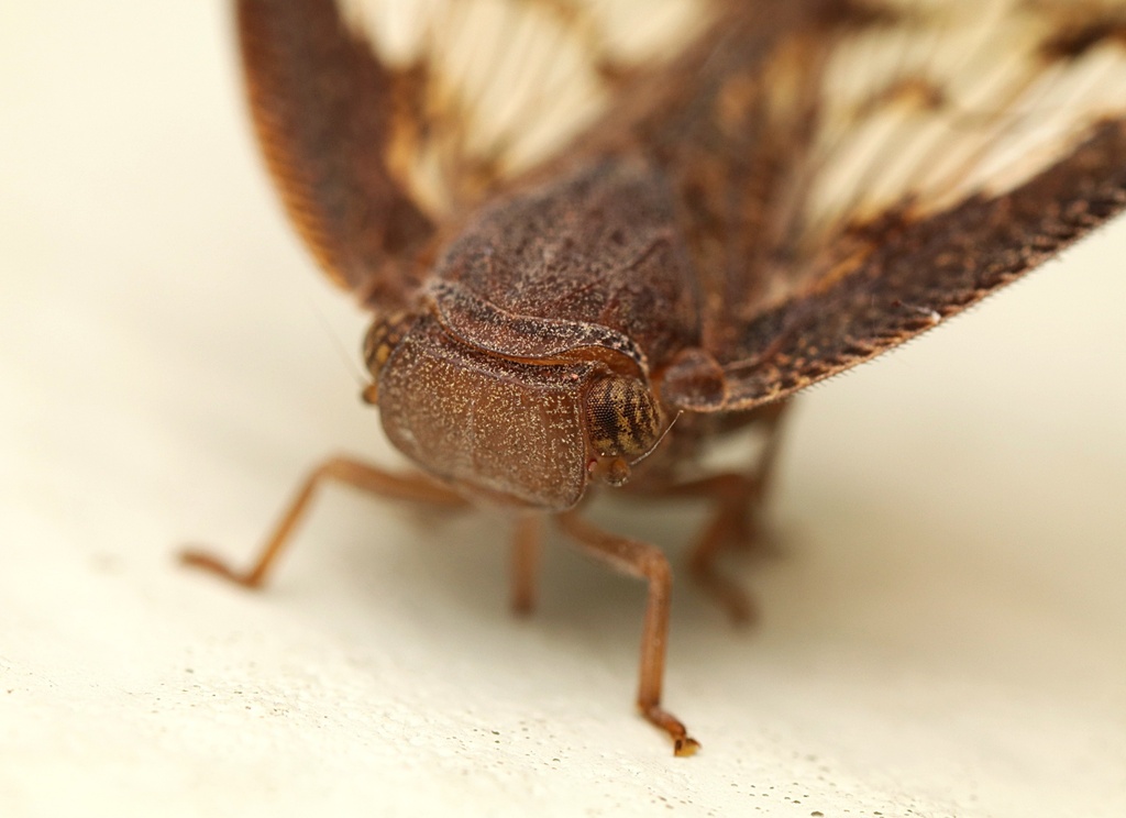 Passionvine hopper from Kaeo, New Zealand on January 21, 2022 at 0714