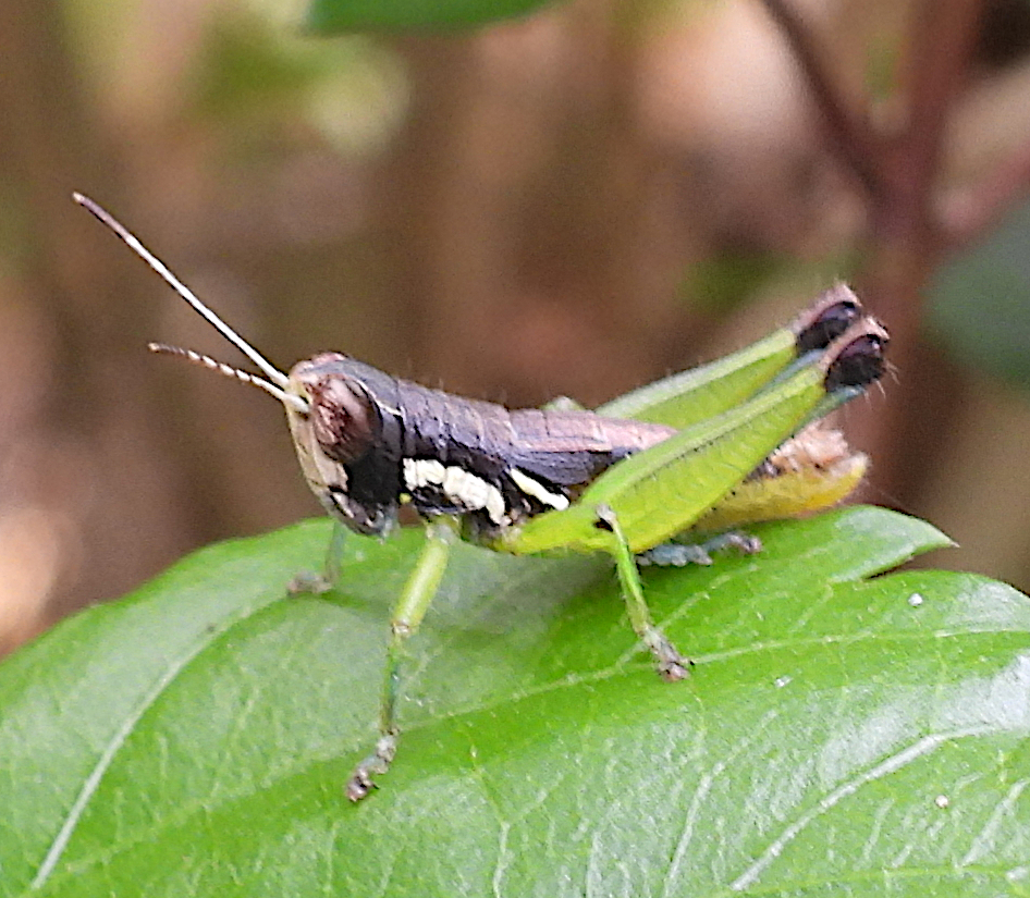 Little BlackKnees from Blackwood Drive, Arana Hills, Brisbane QLD, Australia on January 27
