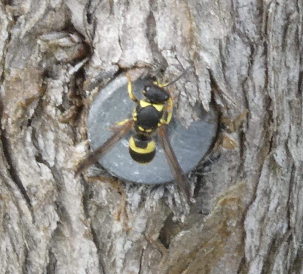 European tube wasp from Rotokauri, Baverstock 3289, New Zealand on