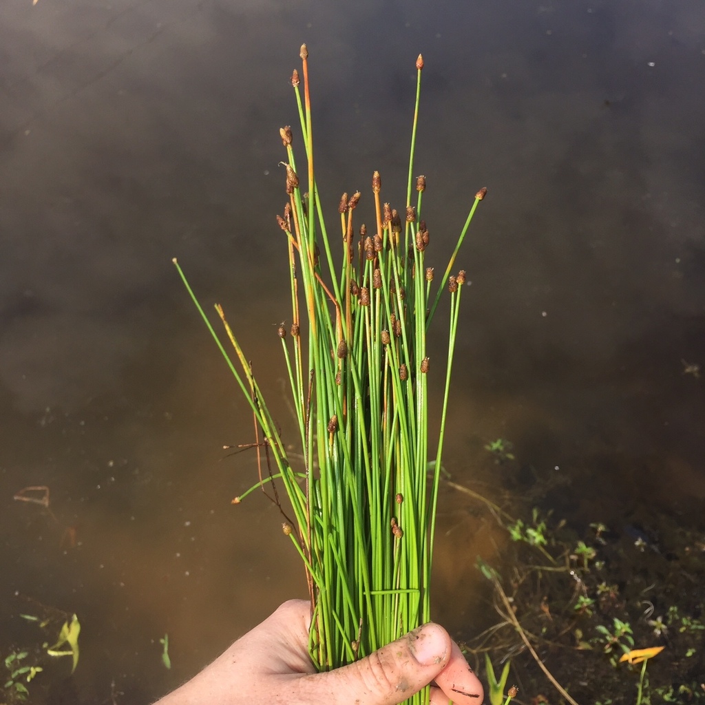 Ovate Spikerush (Grasses, sedges, ferns, and grasslike plants of