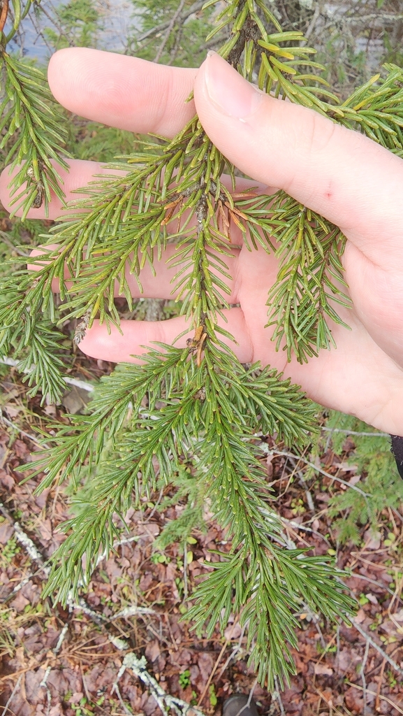 spruces from MacDonald Residence, Grand Lake Road, NS B1M 1A6, Canada